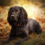 Profile photo of Wobbly.but.determined