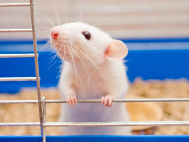 protein osteopontin may worsen MG progression