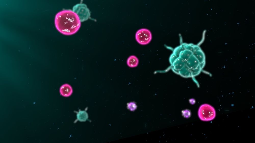 immune cells