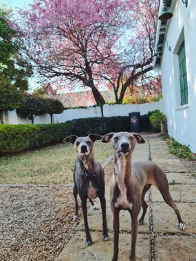 Dogs, MG, and anxiety | Myasthenia Gravis News | Pablo and Blitz stand in Retha's garden.