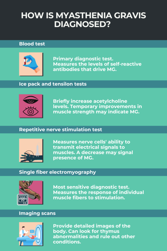 Infographic for how myasthenia gravis is diagnosed