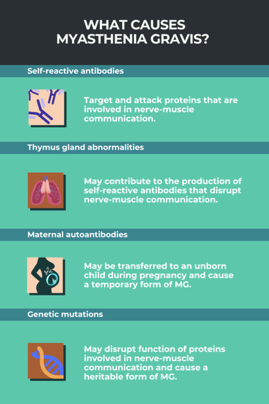 Infographic showing the causes of myasthenia gravis
