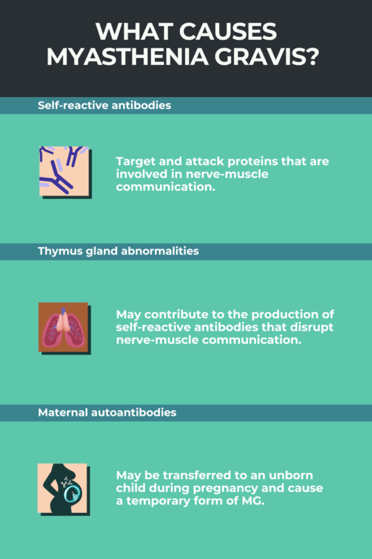 Causes of myasthenia gravis infographic