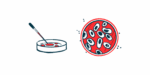 A dropper is seen poised over a petri dish alongside an aerial view of a second petri dish.