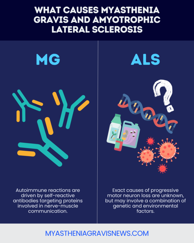 An infographic details the differences between myasthenia gravis and ALS.